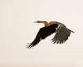 African Darter in flight Royalty Free Stock Photo