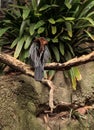 African Darter known as Anhinga rufa rufa Royalty Free Stock Photo