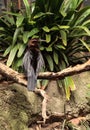 African Darter known as Anhinga rufa rufa Royalty Free Stock Photo