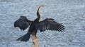 African Darter on Lake in Garden Route Royalty Free Stock Photo