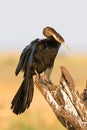 African darter in portrait photo