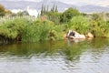 An African Darter sitting on a rock next to a pool, drying its wings. Royalty Free Stock Photo