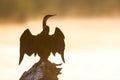 African darter sitting on tree stump in pond at sunset Royalty Free Stock Photo