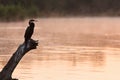 African darter sitting on tree stump in pond at sunset