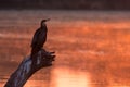 African darter sitting on tree stump in pond at sunset Royalty Free Stock Photo