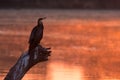 African darter sitting on tree stump in pond at sunset