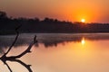 African darter sitting on tree stump in pond at sunset Royalty Free Stock Photo