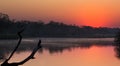 African darter sitting on tree stump in pond at sunset