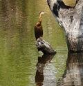 African Darter Royalty Free Stock Photo