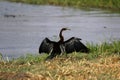 African Darter Royalty Free Stock Photo