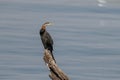 African darter in the wetlands of chobe river in botswana in Africa Royalty Free Stock Photo