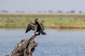 African darter in the wetlands of chobe river in botswana in Africa Royalty Free Stock Photo