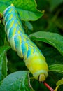 The African death\'s-head hawkmoth (Acherontia atropos) Royalty Free Stock Photo