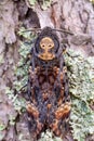 The African death`s-head hawkmoth - Acherontia atropos Royalty Free Stock Photo