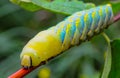 The African death\'s-head hawkmoth (Acherontia atropos) Royalty Free Stock Photo