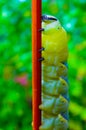 The African death\'s-head hawkmoth (Acherontia atropos) Royalty Free Stock Photo