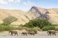 African desert-adapted Elephant herd walking in dry riverbed Royalty Free Stock Photo