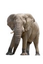 African desert Elephant isolated on white background Royalty Free Stock Photo