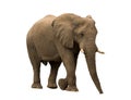 African desert Elephant isolated on white background Royalty Free Stock Photo