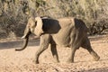 African Desert Elephant Royalty Free Stock Photo