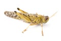 African Desert Locust