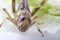 African Desert Locust Royalty Free Stock Photo