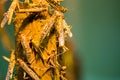 African desert locust Royalty Free Stock Photo