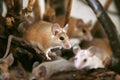 African, desert thorny mouse (Acomys cahirus )