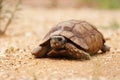 African desert tortoise Royalty Free Stock Photo