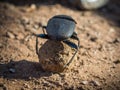 African dung scarab beetle or Scarabaeus sacer rolling his dung ball, Chobe National Park, Botswana, Southern Africa