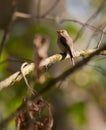 The African Dusky Flycatcher Royalty Free Stock Photo