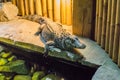 African dwarf crocodile also know as the bony or broad snouted crocodile a wild animal from africa