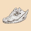 african dwarf crocodile skull head vector illustration Royalty Free Stock Photo