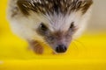 African dwarf hedgehog. cute little animal. large