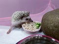 African dwarf hedgehog eating from bowl on pink background. Royalty Free Stock Photo
