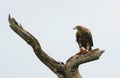 African Eagle eating it`s prey on tree branch
