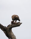 African Eagle eating it`s prey on tree branch