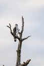 African Eagle Hawk on whitered branch at Kruger park, South Africa Royalty Free Stock Photo