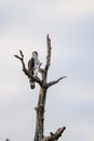 African Eagle Hawk on whitered branch at Kruger park, South Africa