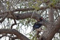 African eagle perched in a tree