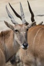 African Eland