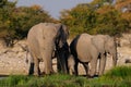 African elefant herd on a waterhole, etosha nationalpark, namibia Royalty Free Stock Photo