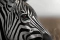 African elegance a striped zebra presents monochrome beauty in the wild