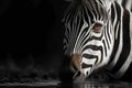 African elegance a striped zebra presents monochrome beauty in the wild