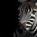 African elegance a striped zebra presents monochrome beauty in the wild