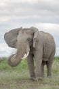 African elephan bull throwing sand