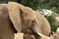 African elephant