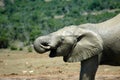 African elephant Royalty Free Stock Photo