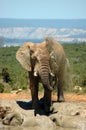 African Elephant Royalty Free Stock Photo