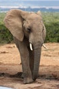 African Elephant Royalty Free Stock Photo